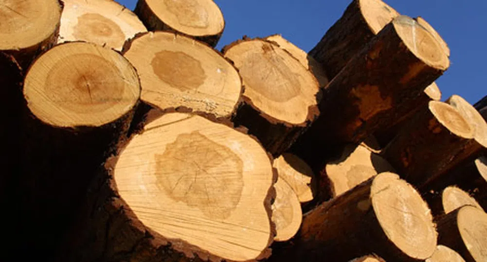 Фазерлес: Цените на дървесината скачат с 20–25% ежегодно
