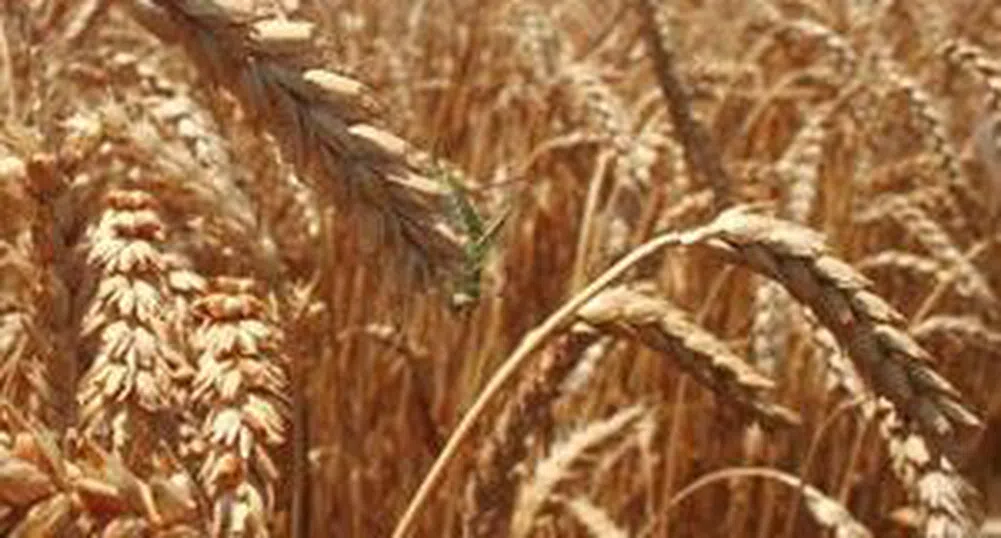 ДФ Земеделие изкупи пшеница и ечемик за 2.6 млн. eвро