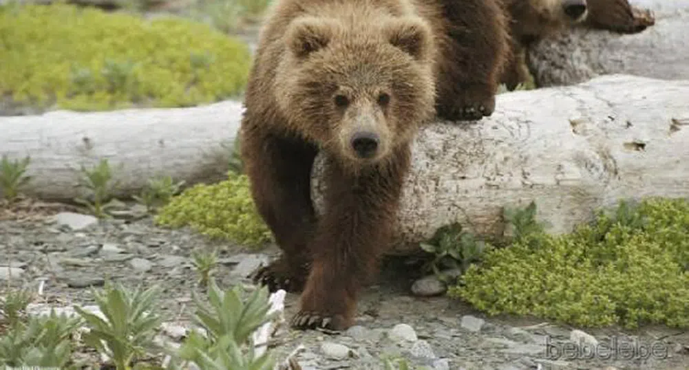Екотуризъм: 100 -160 лв. да гледаш мечка в естествена среда