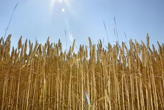 Саудитска Арабия спира да отглежда пшеница, пести вода