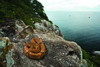 Остров Ilha de Queimada: змия на всеки квадрат