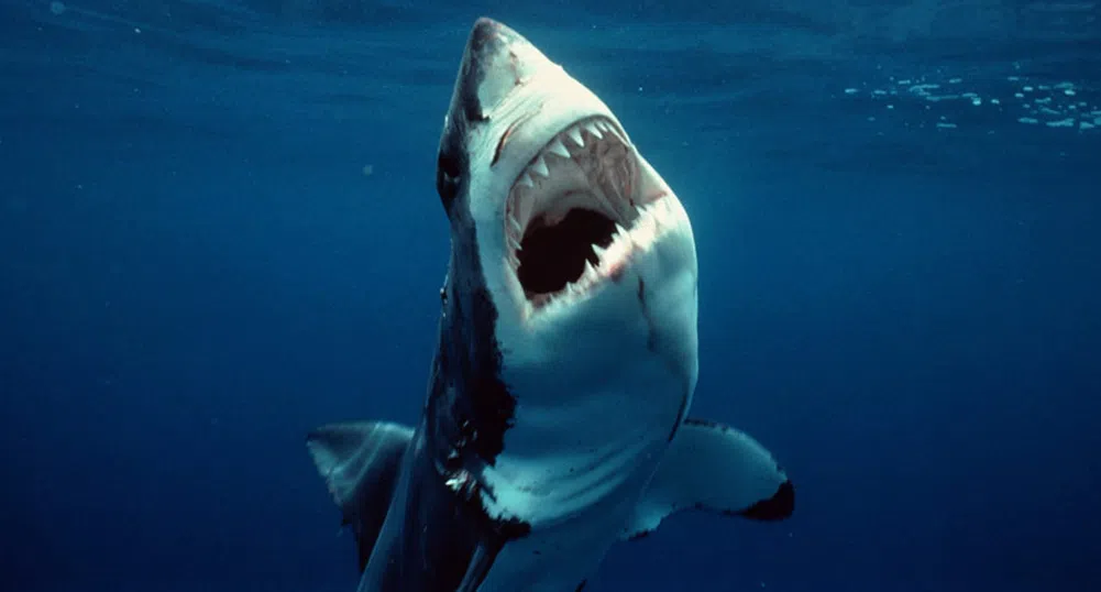Фотограф вярва, че е заснел една от най-големите бели акули