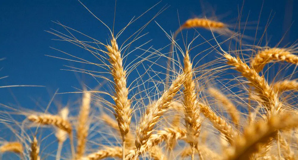 Мащабни проверки върху добива, търговията и износа на зърно