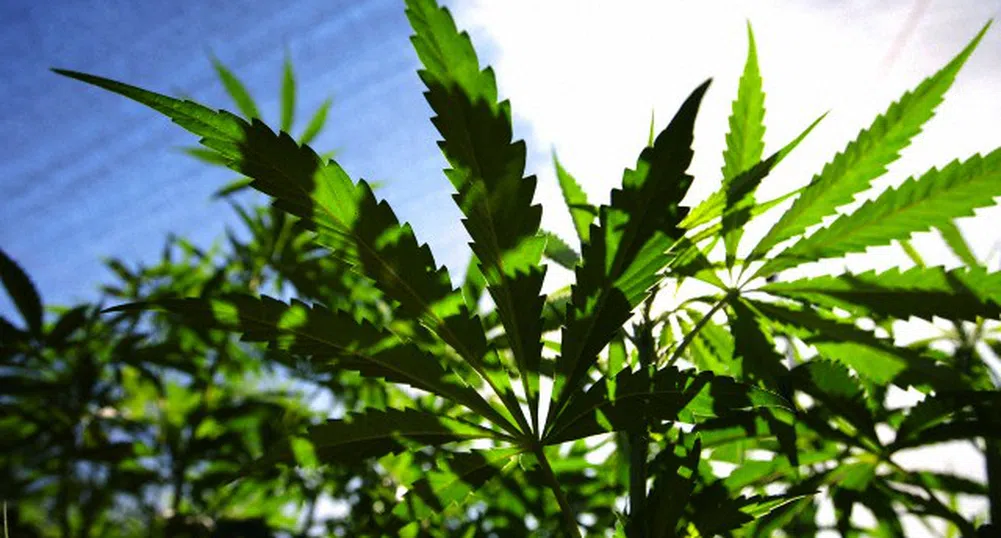 Англия ще спечели 1.25 млрд. долара, ако легализира марихуаната