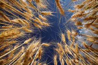 420 лв. за тон пшеница в Добричко