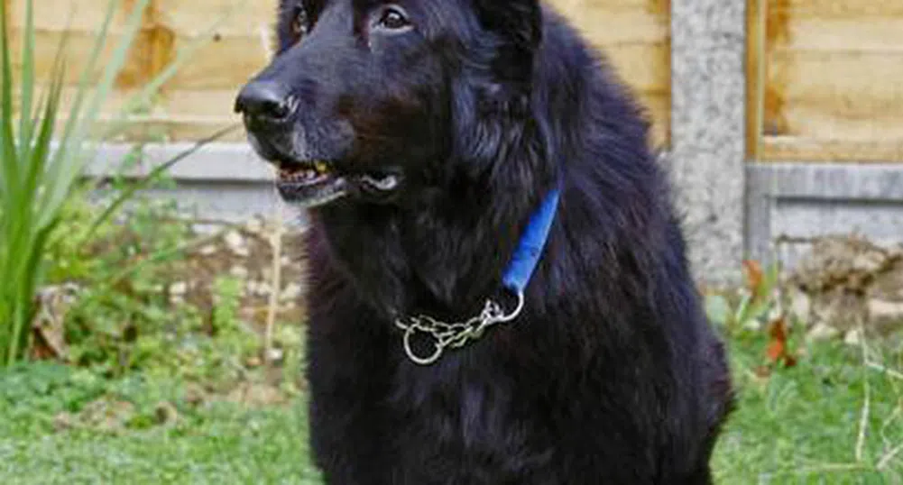 Кучето от филма Хари Потър си търси осиновител