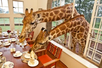 Хора и жирафи живеят заедно в хотел в Кения