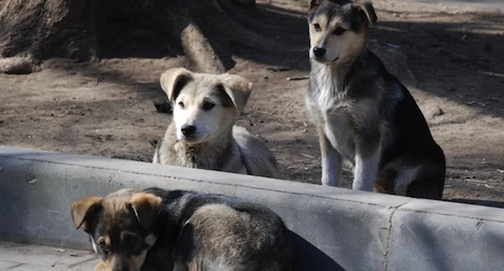 Пловдив предлага „братска помощ“ на София за кучетата