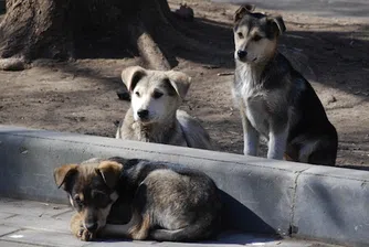 Пловдив предлага „братска помощ“ на София за кучетата