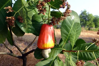 Яли сте кашу. Но със сигурност не знаете как расте