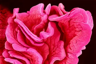 Как изглежда тялото ни под микроскоп: 11 невероятни снимки