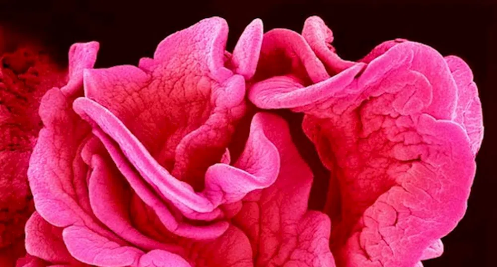 Как изглежда тялото ни под микроскоп: 11 невероятни снимки