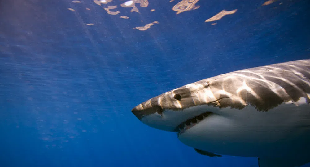 Десет неща, по които банкерите и акулите си приличат