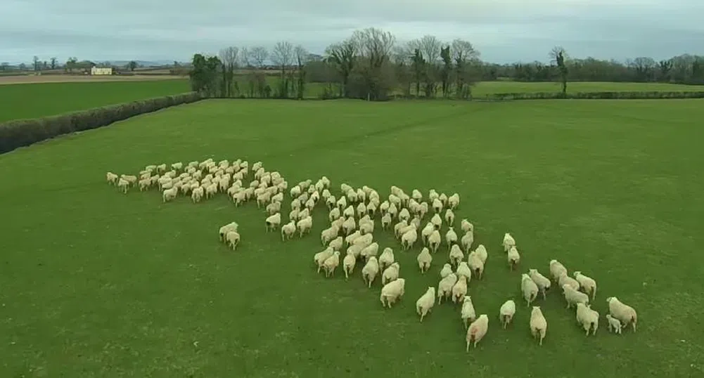 Вече използват дронове и за да пасат овце