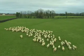 Вече използват дронове и за да пасат овце