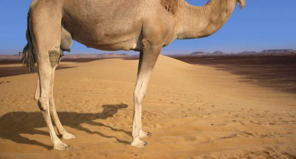 Арабин даде 6.5 млн. долара за три камили