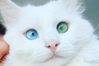 Това са най-красивите очи в света