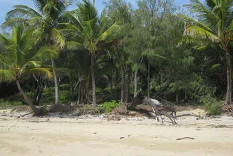 Екип на Animal Planet откри мъж на безлюден остров