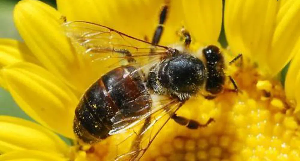Китайци лекуват с ужилване от пчели