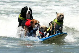 Кучета сърфисти на състезание в Калифорния (снимки)