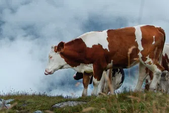 Крави "изпращат" имейл на собственика си, когато са болни