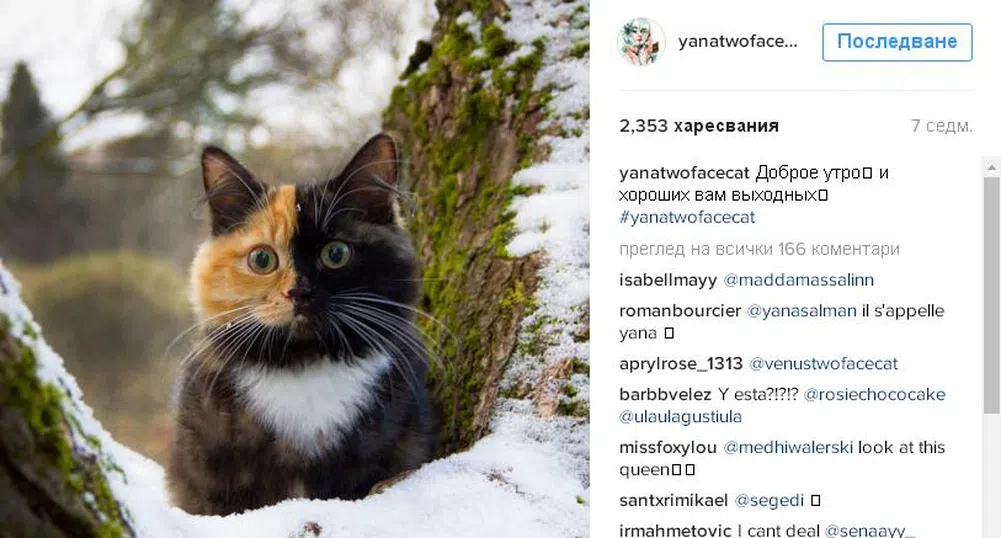 Най-уникалната котка в света е хит в Instagram