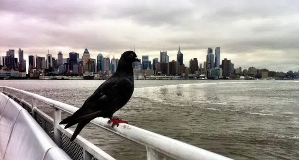 Гълъб, който мрази да лети, ползва ферибот всеки ден