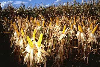 Търговска война срещу ЕС заради ГМО?