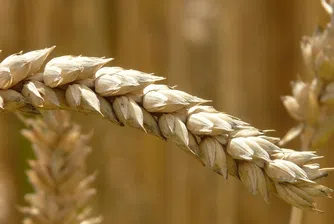 Изнесли сме пшеница за 590 млн. евро