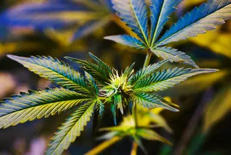 Колорадо свършва запасите си от марихуана