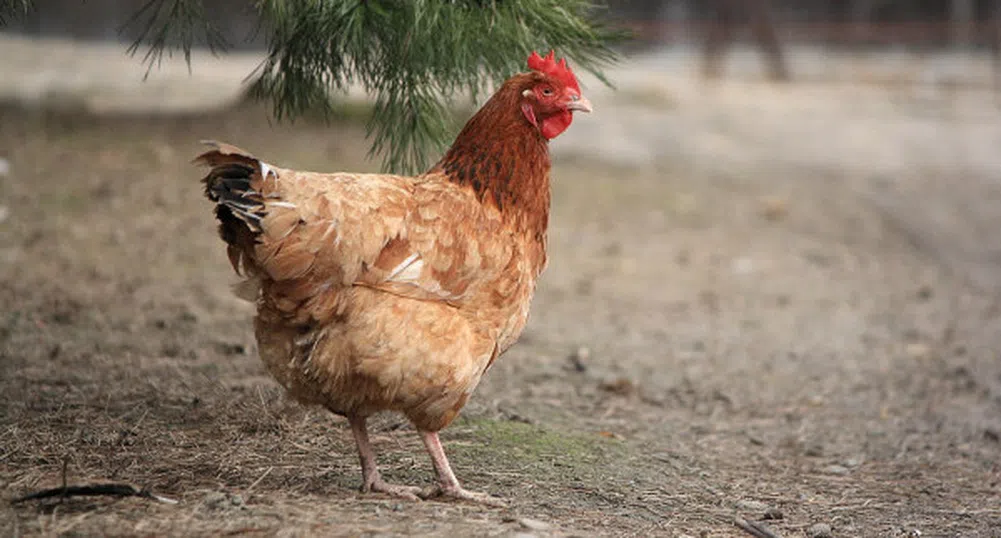 Беларус забрани вноса на птиче месо от България