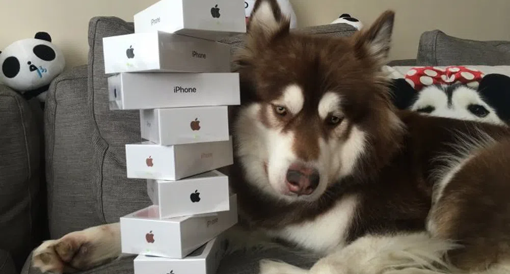 Това куче притежава не един, а осем смартфона iPhone 7