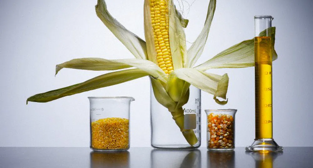 С 40% по-ниски добиви от царевица