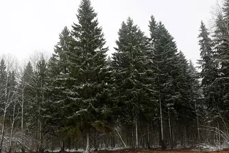 Избраха най-важната новогодишна елха в Русия