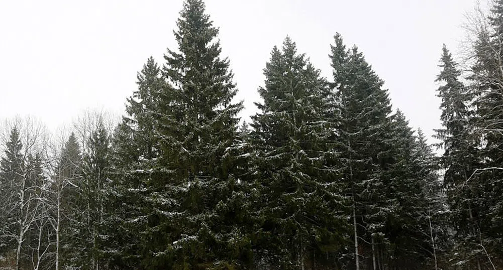 Избраха най-важната новогодишна елха в Русия