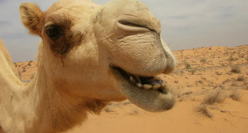 Мъж се развежда, съпругата му целунала камила