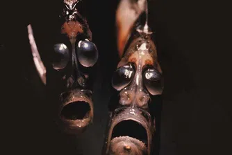 7 от най-страшните създания на океана