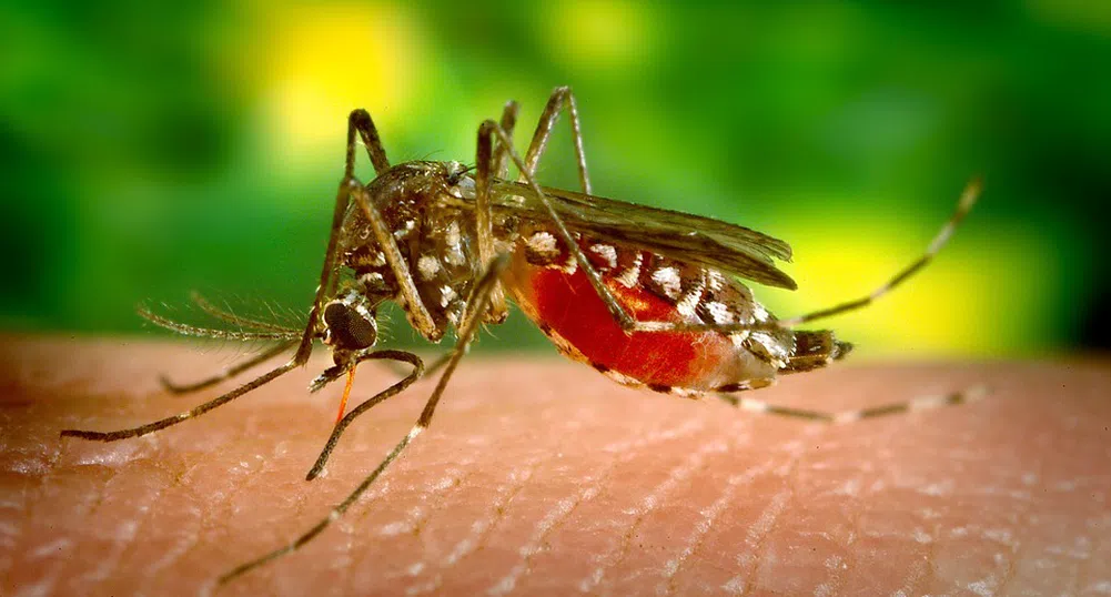 Знаете ли защо комарите хапят някои хора повече от останалите?