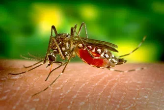 Знаете ли защо комарите хапят някои хора повече от останалите?