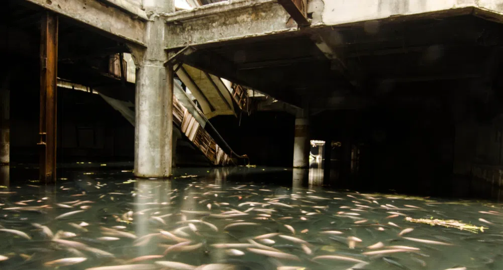 Празен мол в Банкок превзет от риби