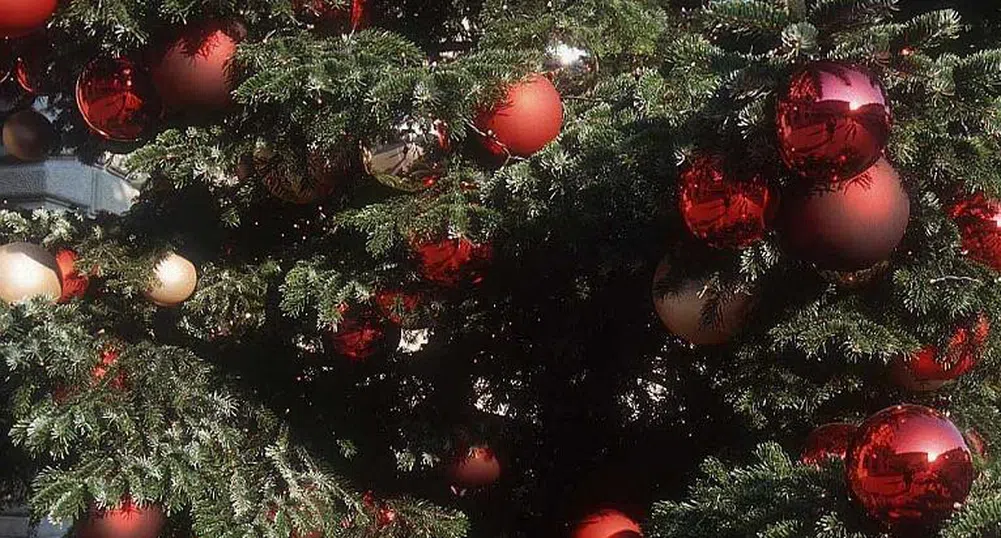 Празничните елхи поевтиняха на половина след Коледа