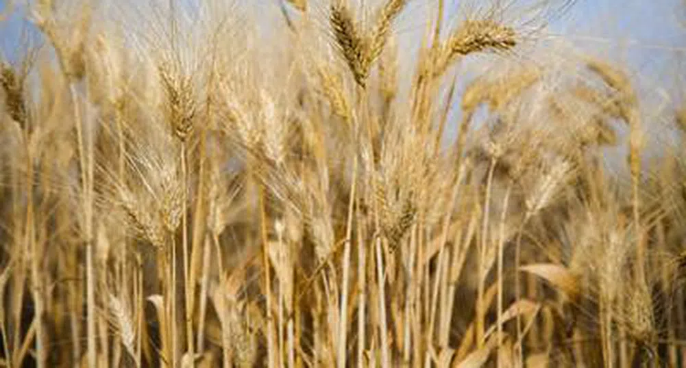 Задава се световна криза за зърно