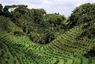 Най-доброто кафе в света идва от Перу