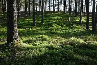 Австрийски политик може да получи 20 000 евро компенсации за секс в гората