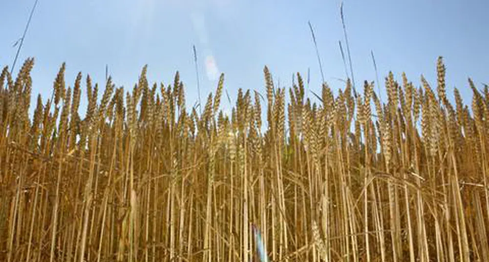 Държавен фонд Земеделие ще интервенира на пазара на пшеница