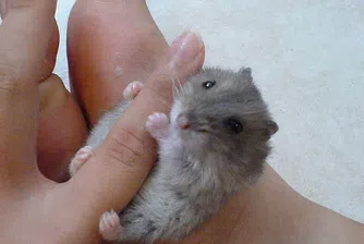 11 животинки, които се побират в дланта на ръката ви