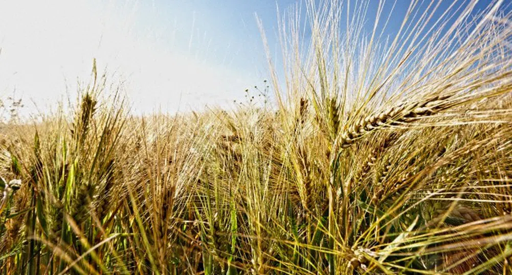 Изнасят ударно българска пшеница