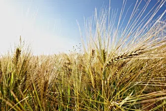 Изнасят ударно българска пшеница