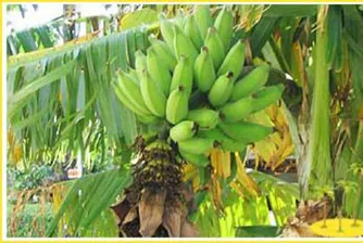 Еквадор променя търговията с банани