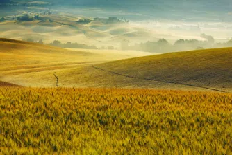 Рекордна зърнена реколта, но с ниски изкупни цени